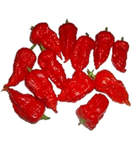 ハバネロ6本セット Amazon.co.jp: 暴君 ハバネロ 栽培 キット ノベルティ グッズ 東